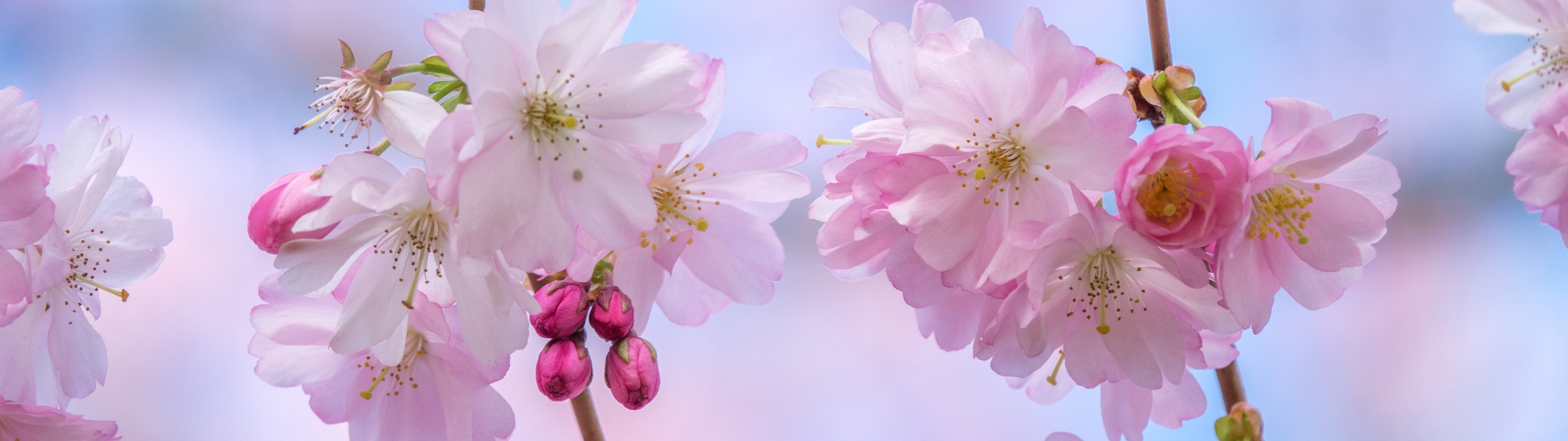 Sakura branch with delicate flowers - UltraWide 32:9 wallpapers in 3840x1080 resolution