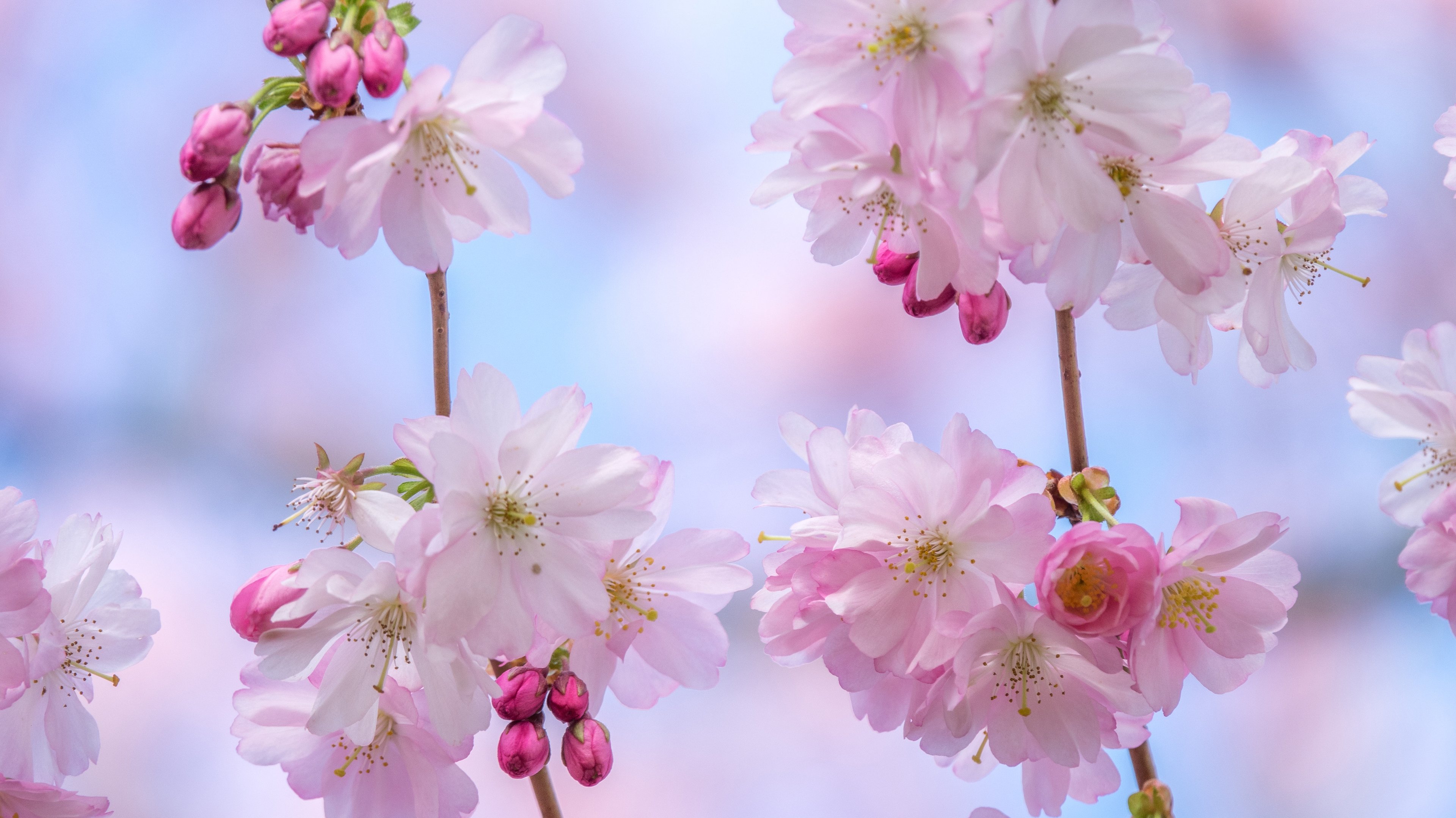 Sakura branch with delicate flowers - 4K PC Wallpapers in 3840x2160 resolution