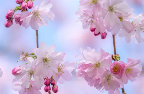 Nature wallpapers: sakura, branch, flowers, petals