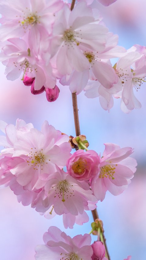 Sakura branch with delicate flowers - Wallpapers for LG/ASUS in 480x854 resolution