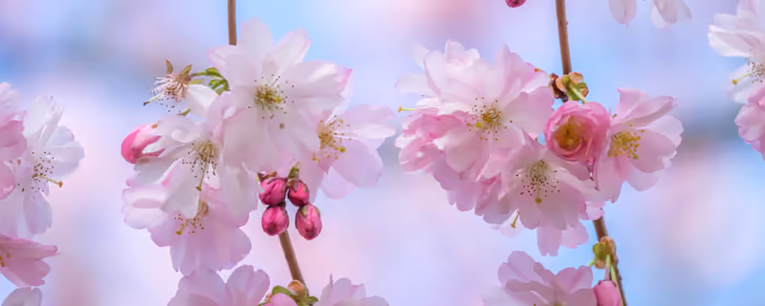 Nature wallpapers: sakura, branch, flowers, petals