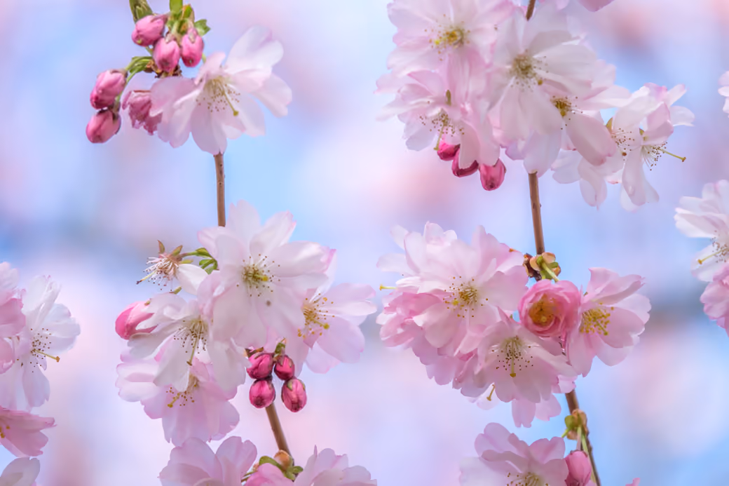 Sakura branch with delicate flowers - Wallpapers for Apple MacBook 16″ in 3072x1920 resolution