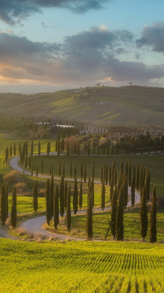 Tuscany Landscape with Cypress Trees - Wallpapers for Samsung, HTC, Sony in 540x960 resolution
