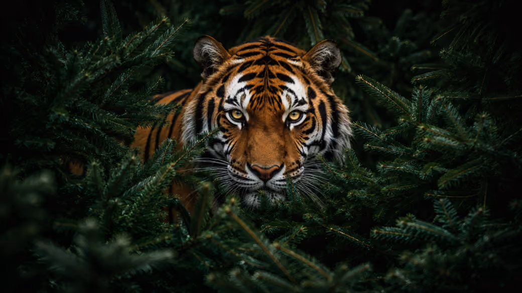 Tiger among pine branches - UltraWide 32:9 wallpapers in 5120x1440 resolution