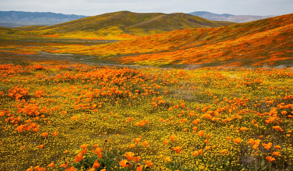 Autumn Valley of California Poppies - WSVGA wallpapers in 1024x600 resolution