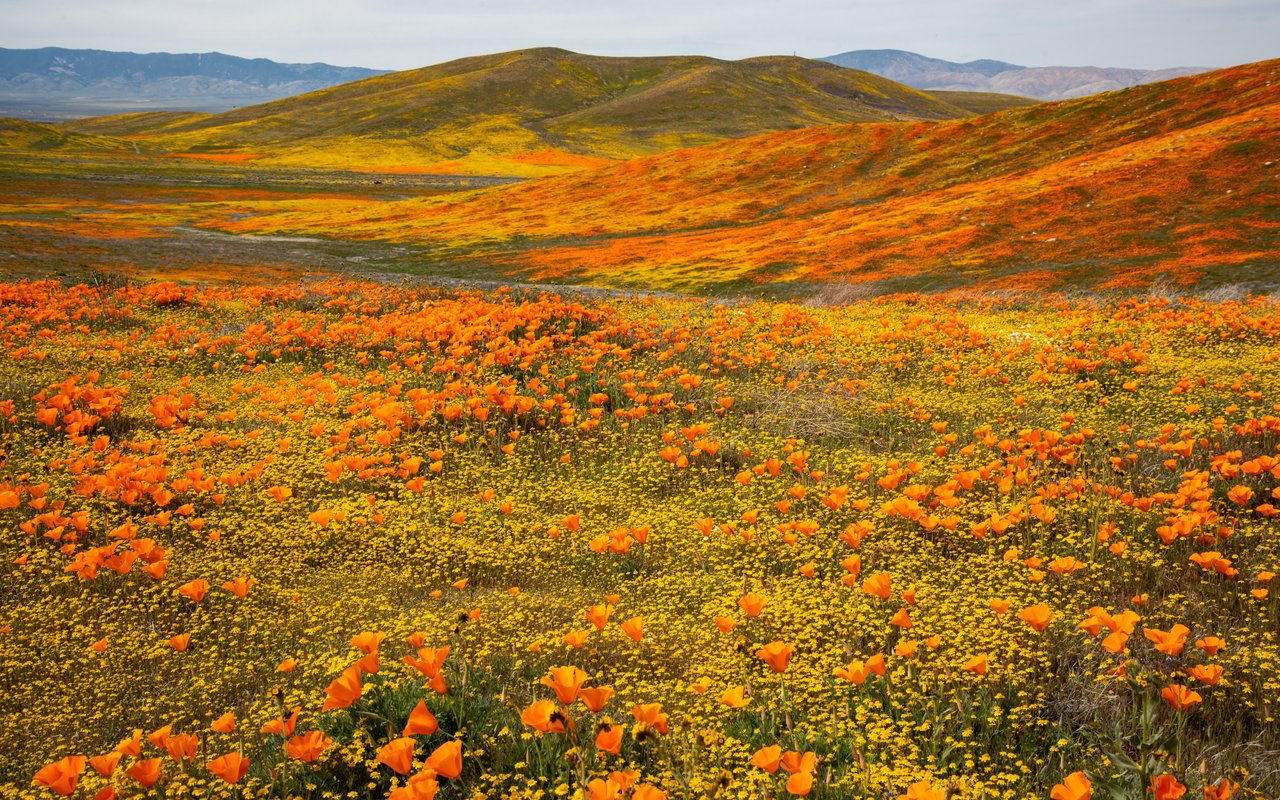 Autumn Valley of California Poppies - WXGA_1280 wallpapers in 1280x800 resolution