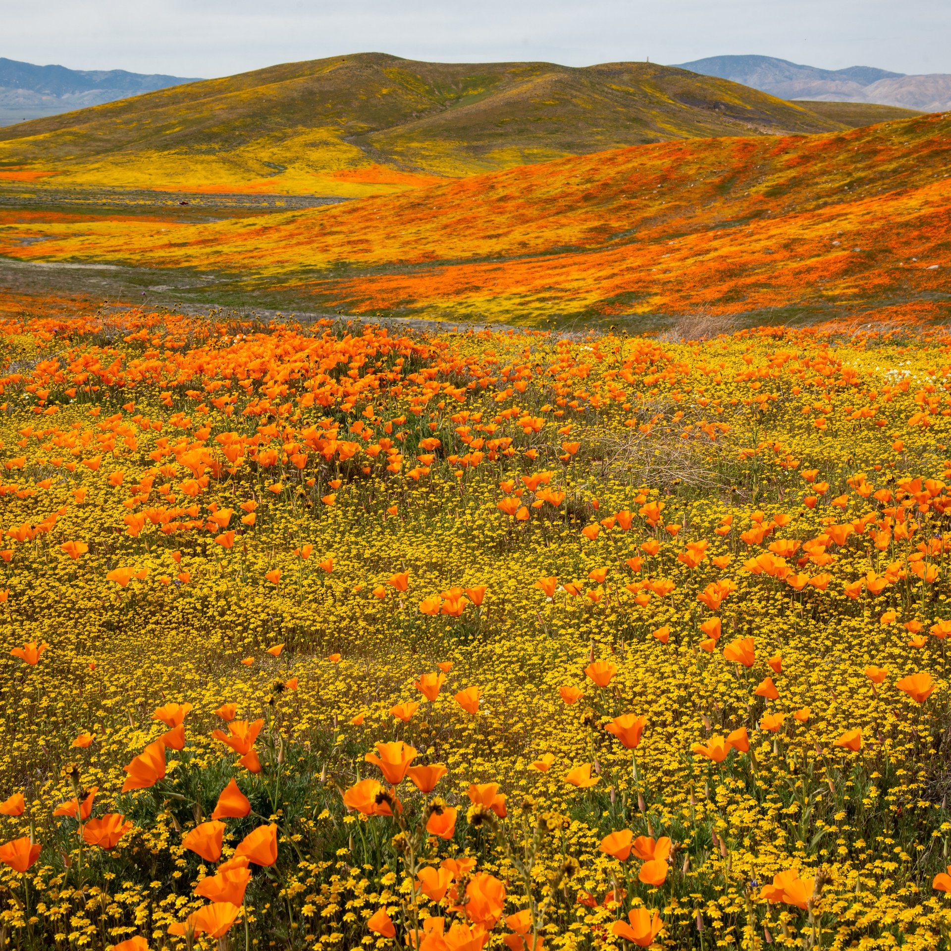 Autumn Valley of California Poppies - Wallpapers for Samsung Galaxy Tab in 1920x1920 resolution