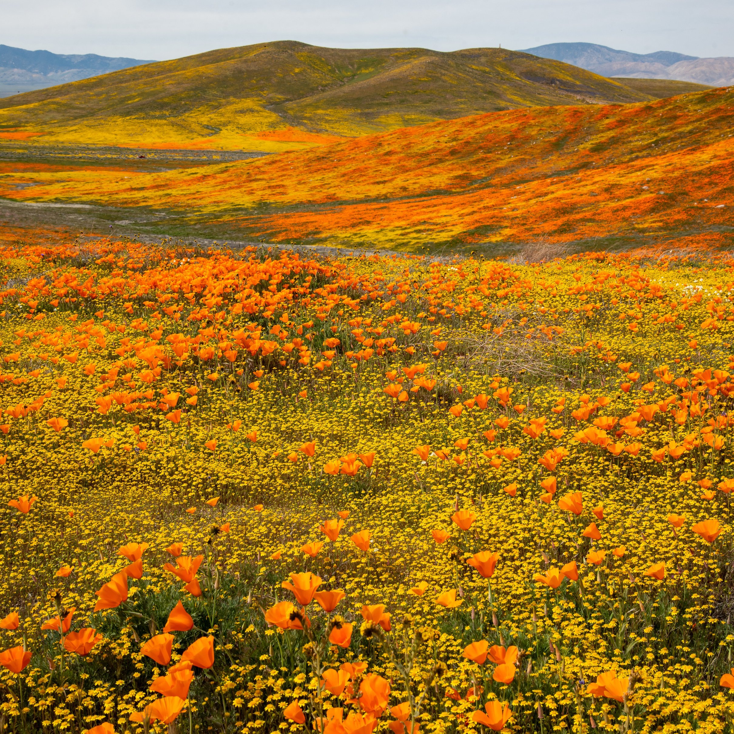 Autumn Valley of California Poppies - Wallpapers for iPad Pro 11″ 2024 in 2420x2420 resolution