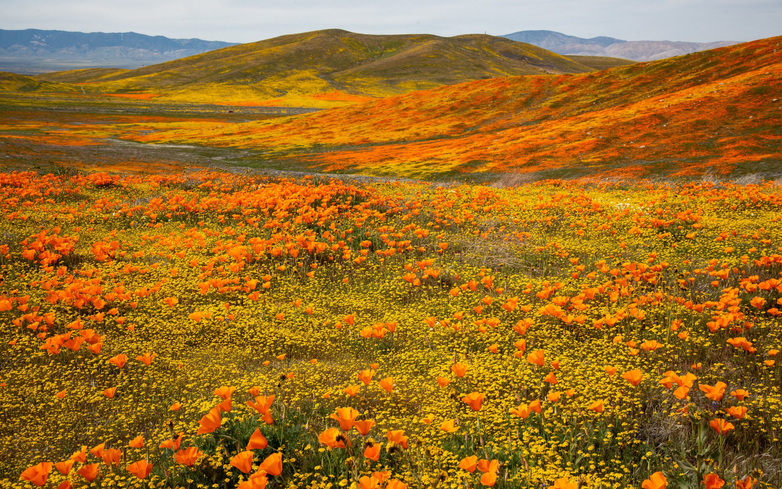 Autumn Valley of California Poppies - WQXGA and for Apple MacBook Air 13 wallpapers in 2560x1600 resolution