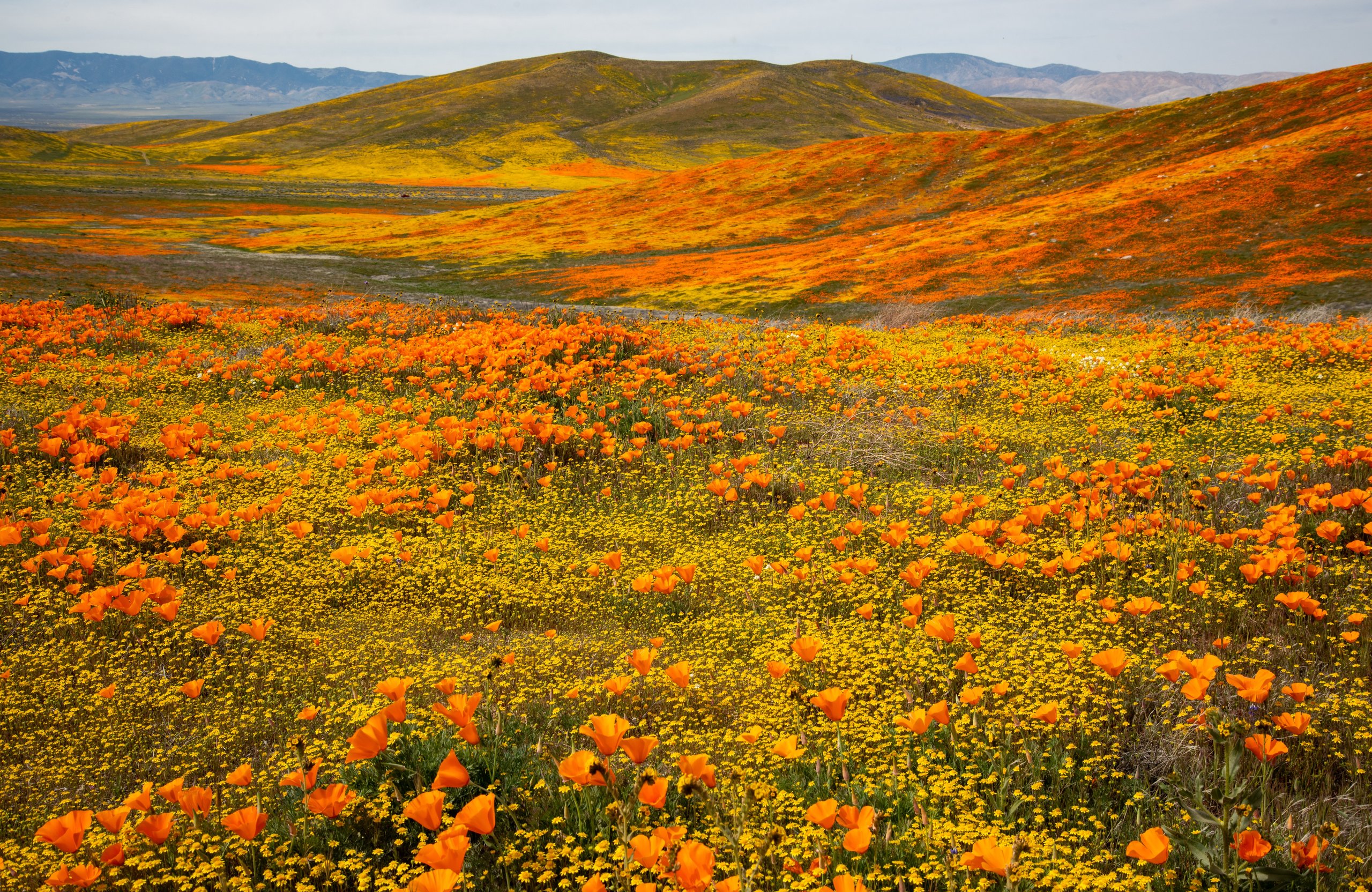 Autumn Valley of California Poppies - Wallpapers for Apple MacBook Air 13 M2″ in 2560x1664 resolution