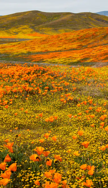Wallpapers for Samsung, HTC, Sony (540x960): poppies, valley, field, hills