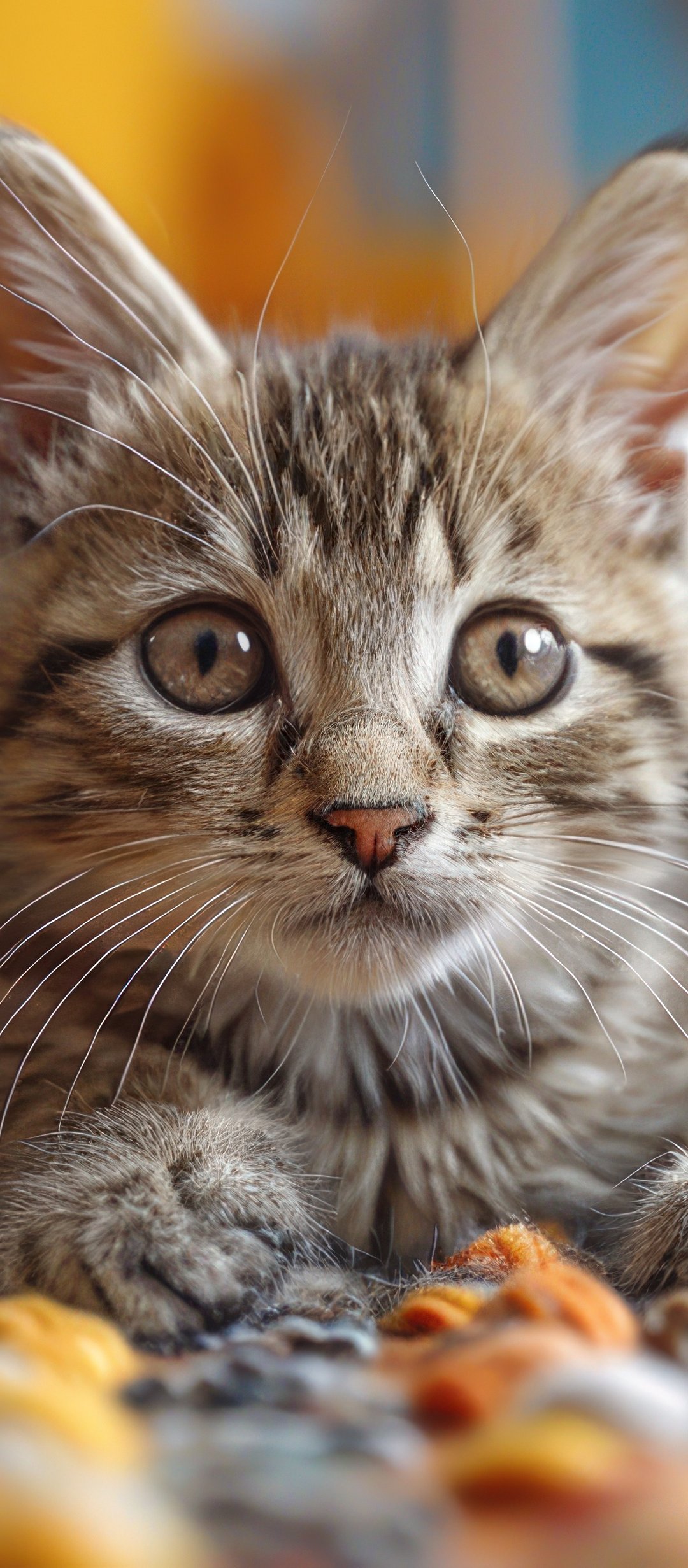 Cute grey kitten on the carpet - Wallpapers for TECNO/Infinix in 1080x2460 resolution