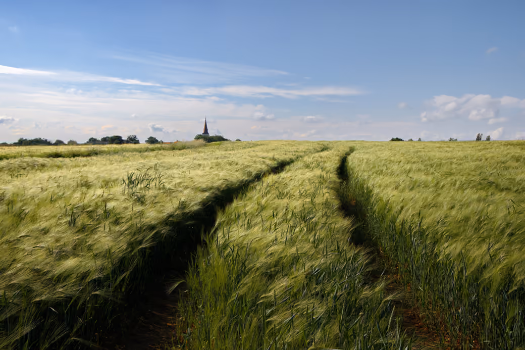 Green wheat field and sky - Wallpapers for Xiaomi Redmi 14C, POCO C71/C75/M7, Infinix Note 8 in 720x1640 resolution
