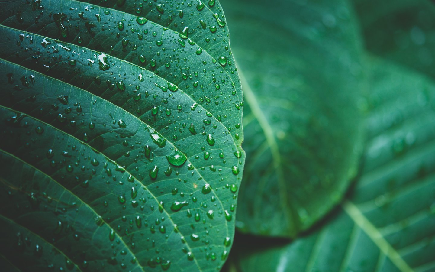 Dew on large green leaves - WSXGA wallpapers in 1440x900 resolution