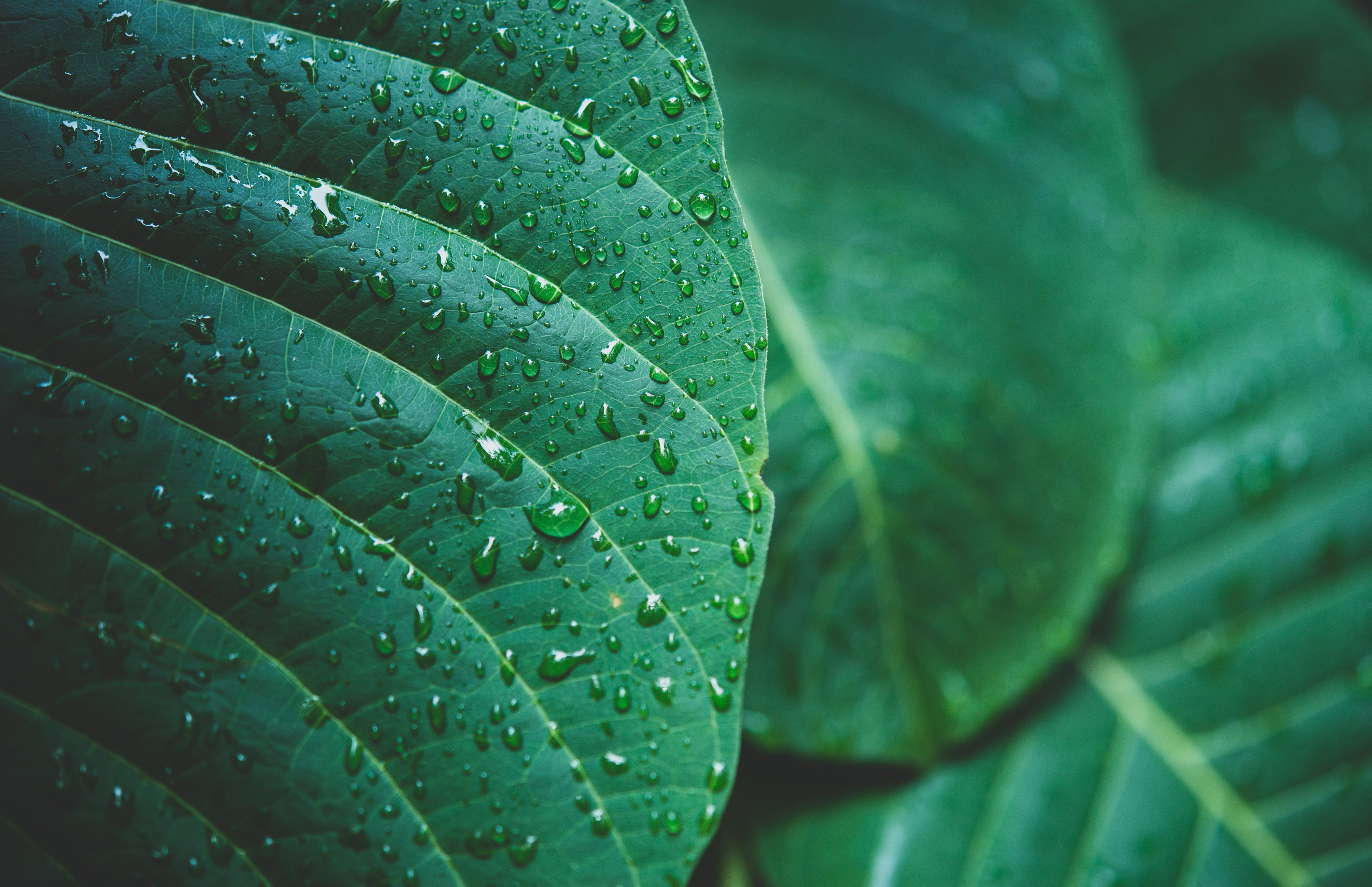 Dew on large green leaves - Wallpapers for Apple MacBook 16.2″ in 3456x2234 resolution
