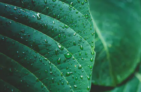 SXGA wallpapers (1280x1024): tropics, leaves, greenery, drops