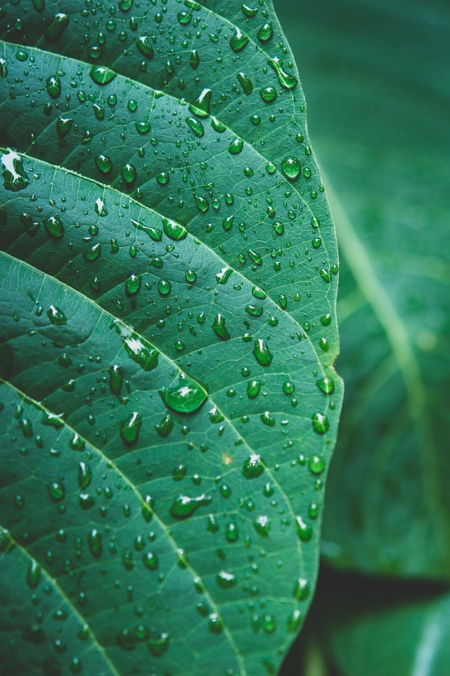 Dew on large green leaves - Wallpapers for iPhone 4/4S in 640x960 resolution