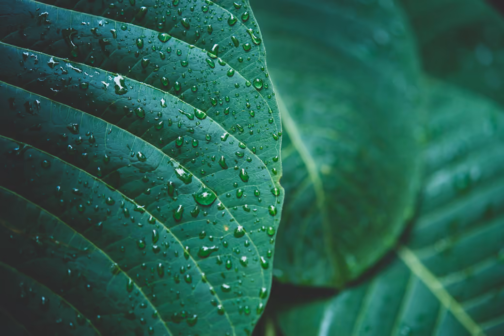 Dew on large green leaves — desktop and phone wallpaper, free download