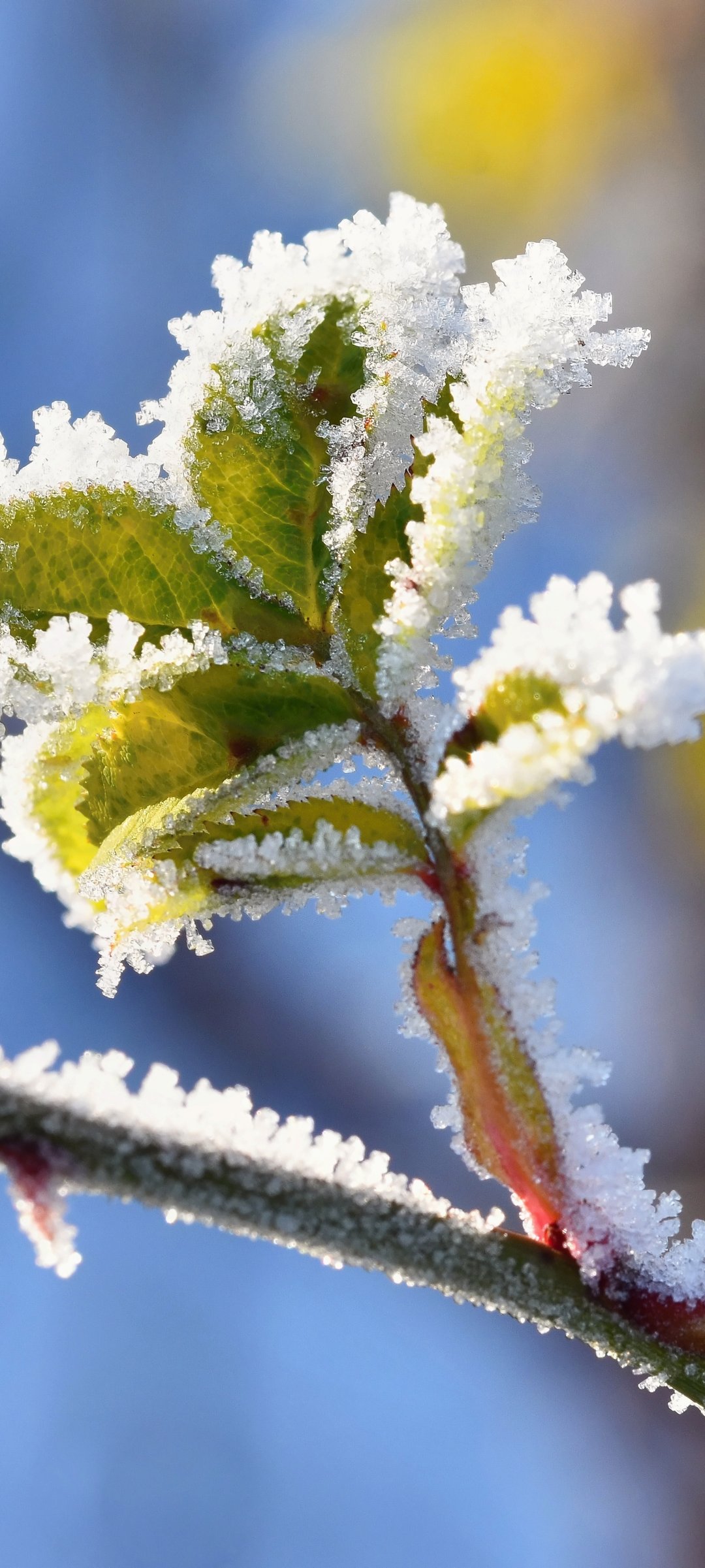 Frost-Covered Tree Branch - Wallpapers for Samsung Galaxy M55, POCO M4/X4/X5, Xiaomi Redmi 12/13/Note 13/Note 14/Note 14S in 1080x2400 resolution
