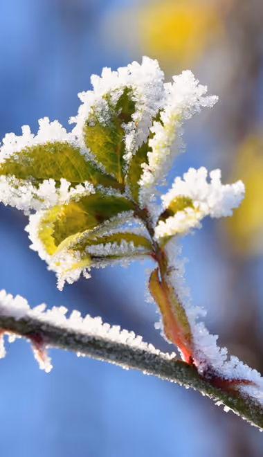 Nature wallpapers: winter, branch, trees, leaves
