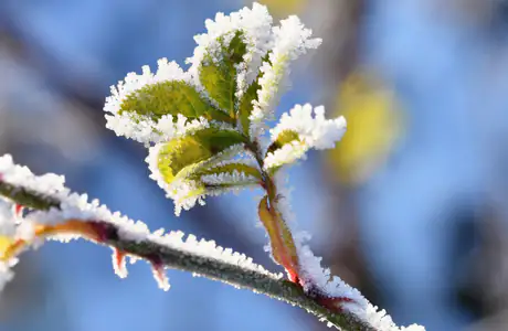 Wallpapers for Apple MacBook 16″ (3072x1920): winter, branch, trees, leaves