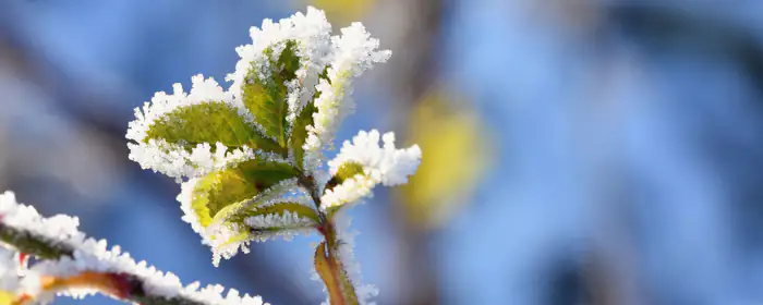 UltraWide 32:9 wallpapers (5120x1440): winter, branch, trees, leaves