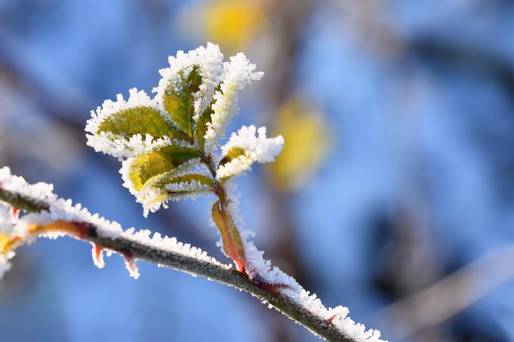 Frost-Covered Tree Branch - Wallpapers for Samsung Galaxy Tab in 1920x1920 resolution