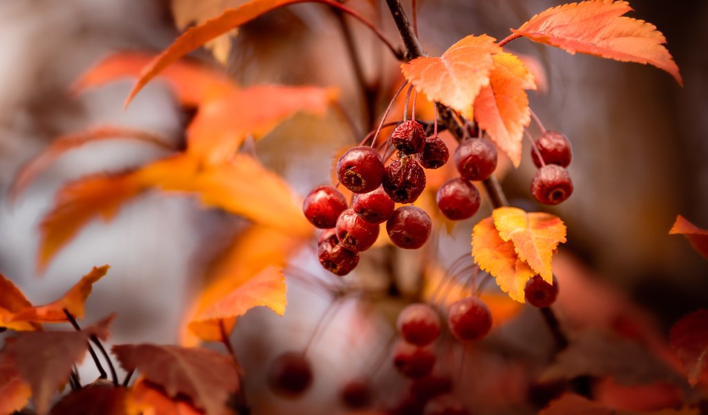 Autumn Rowan Branch - WSVGA wallpapers in 1024x600 resolution