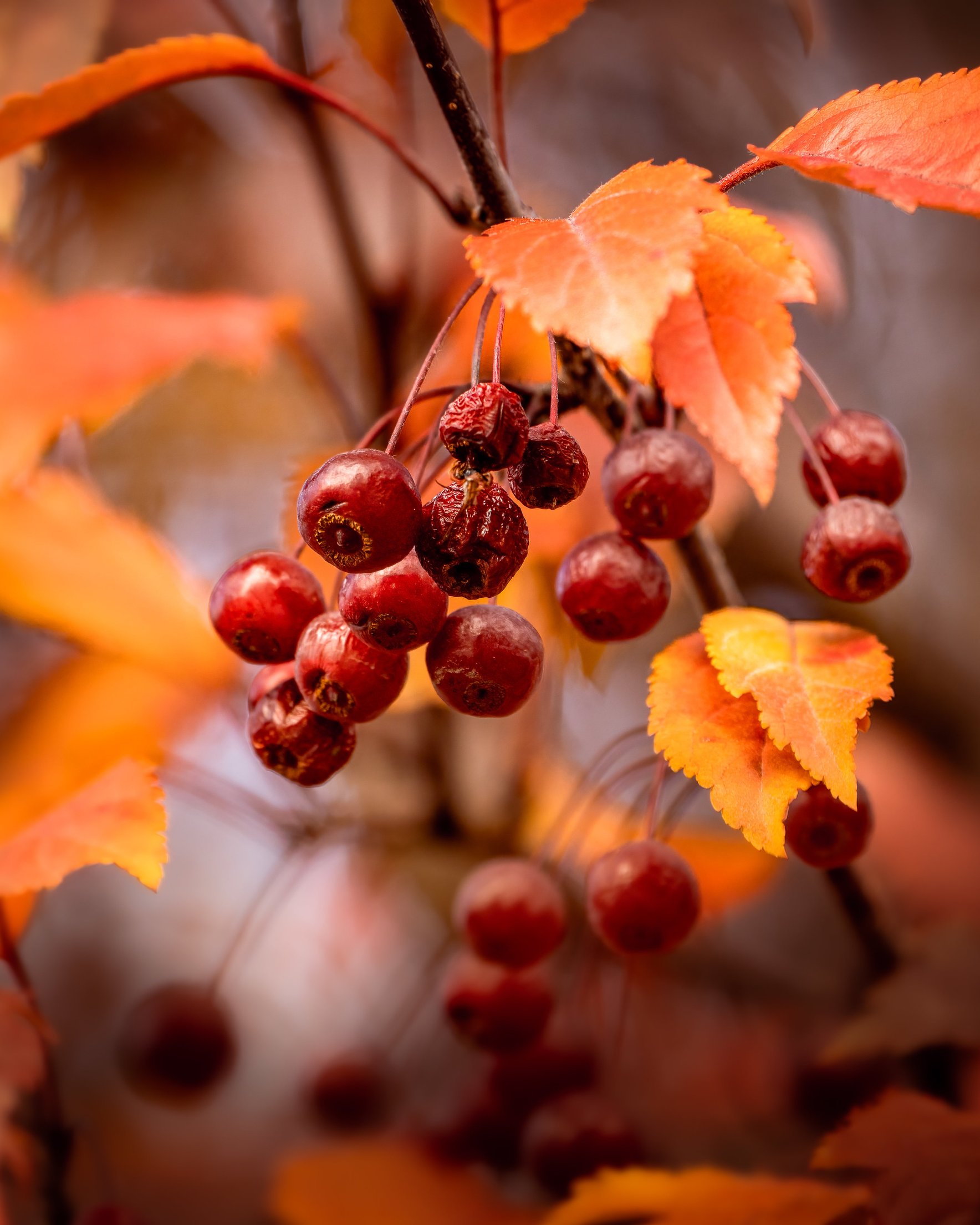 Autumn Rowan Branch - Wallpapers for Samsung Galaxy Z Fold 2/3 in 1768x2208 resolution