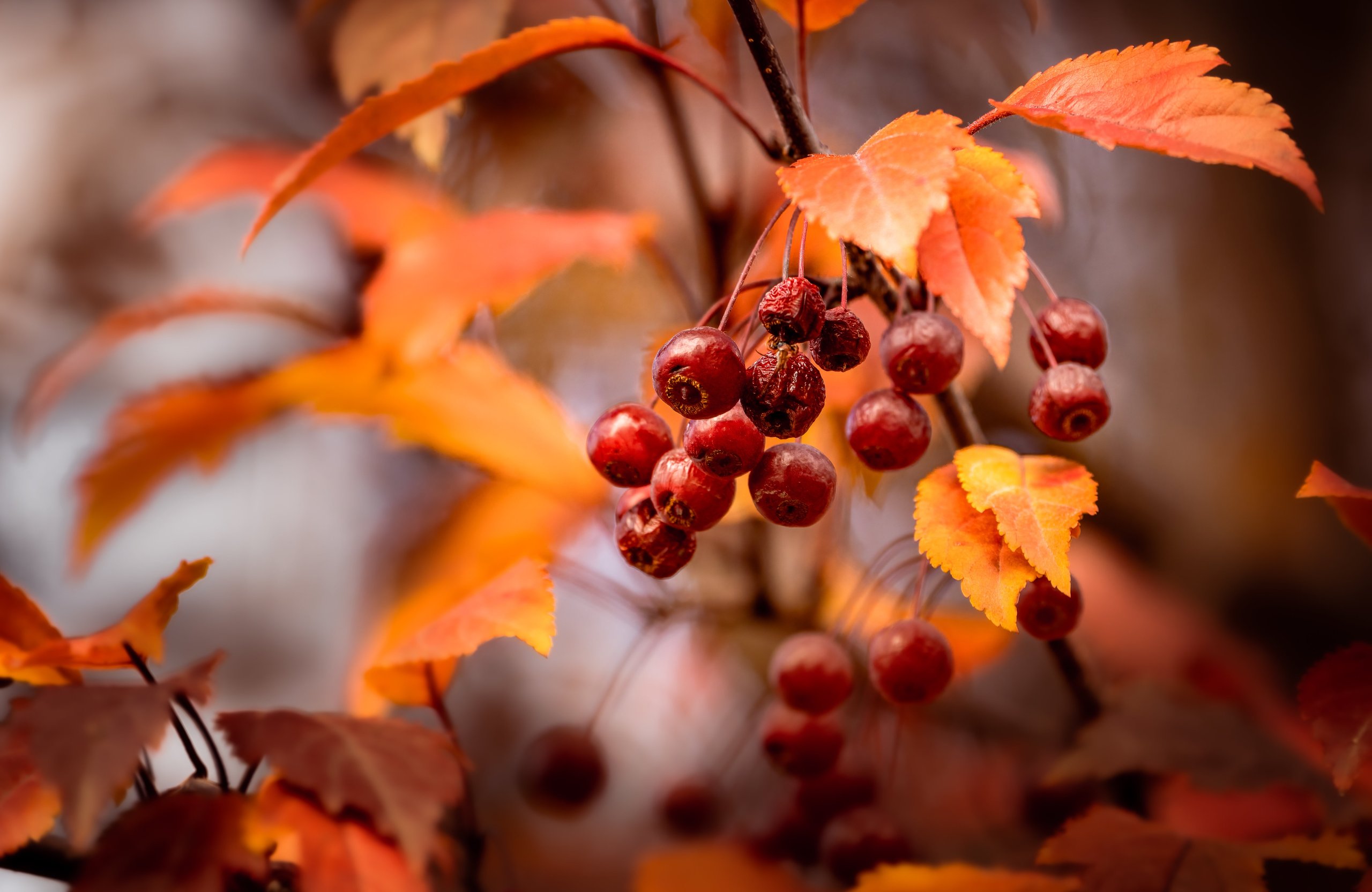 Autumn Rowan Branch - Wallpapers for Apple MacBook Air 13 M2″ in 2560x1664 resolution