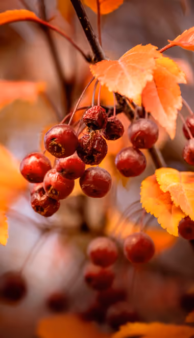 Nature wallpapers: ashberry, autumn, branch, leaves