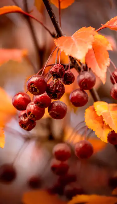 Wallpapers for iPhone 4/4S (640x960): ashberry, autumn, branch, leaves