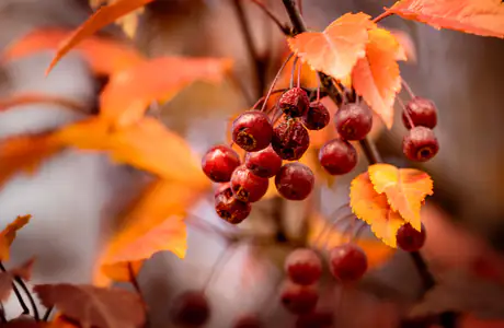 Wallpapers for Apple MacBook 16″ (3072x1920): ashberry, autumn, branch, leaves