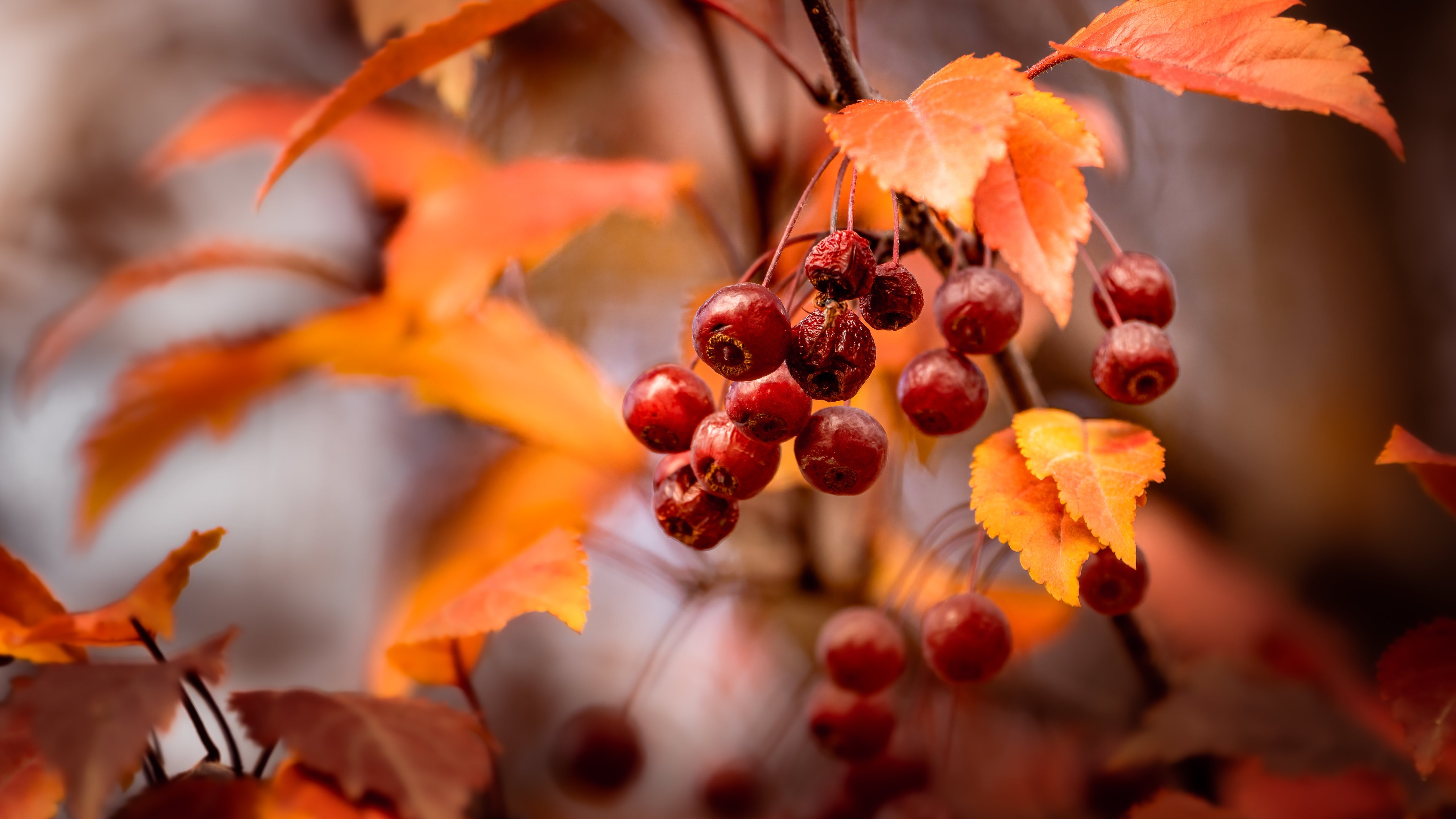 Autumn Rowan Branch - 5K wallpapers in 5120x2880 resolution