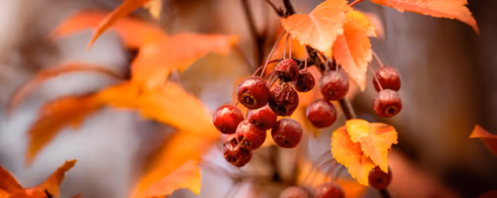 UltraWide 32:9 wallpapers (3840x1080): ashberry, autumn, branch, leaves