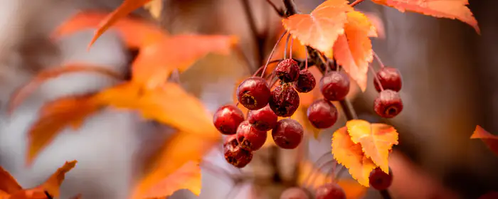 UltraWide 32:9 wallpapers (5120x1440): ashberry, autumn, branch, leaves