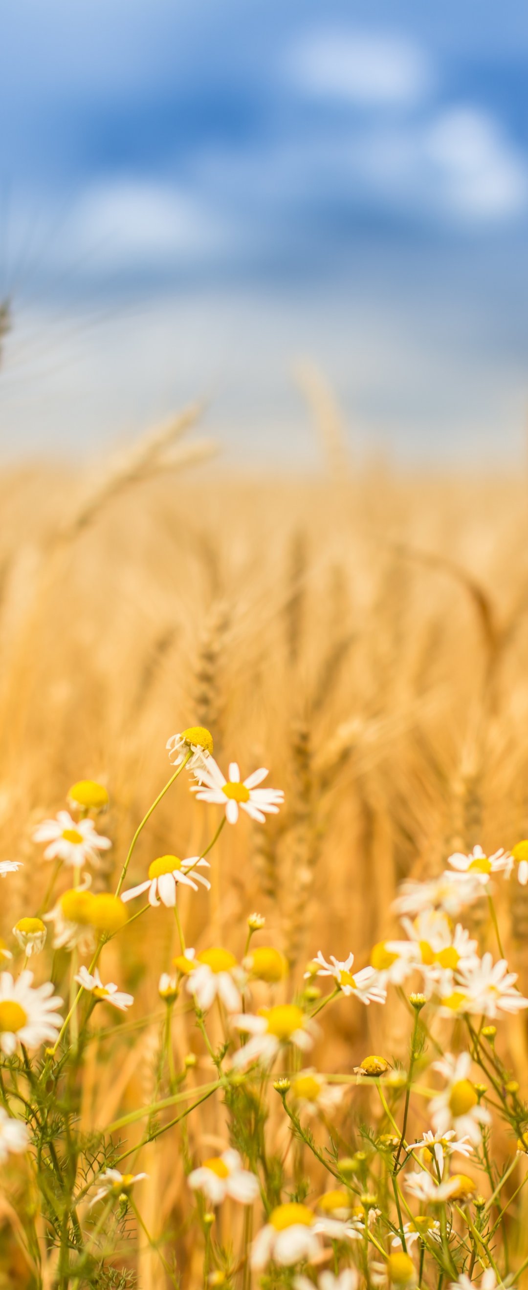 Autumn Wheat Field with Chamomiles - Wallpapers for Samsung Galaxy Z Flip6, Motorola Razr 2025 in 1080x2640 resolution