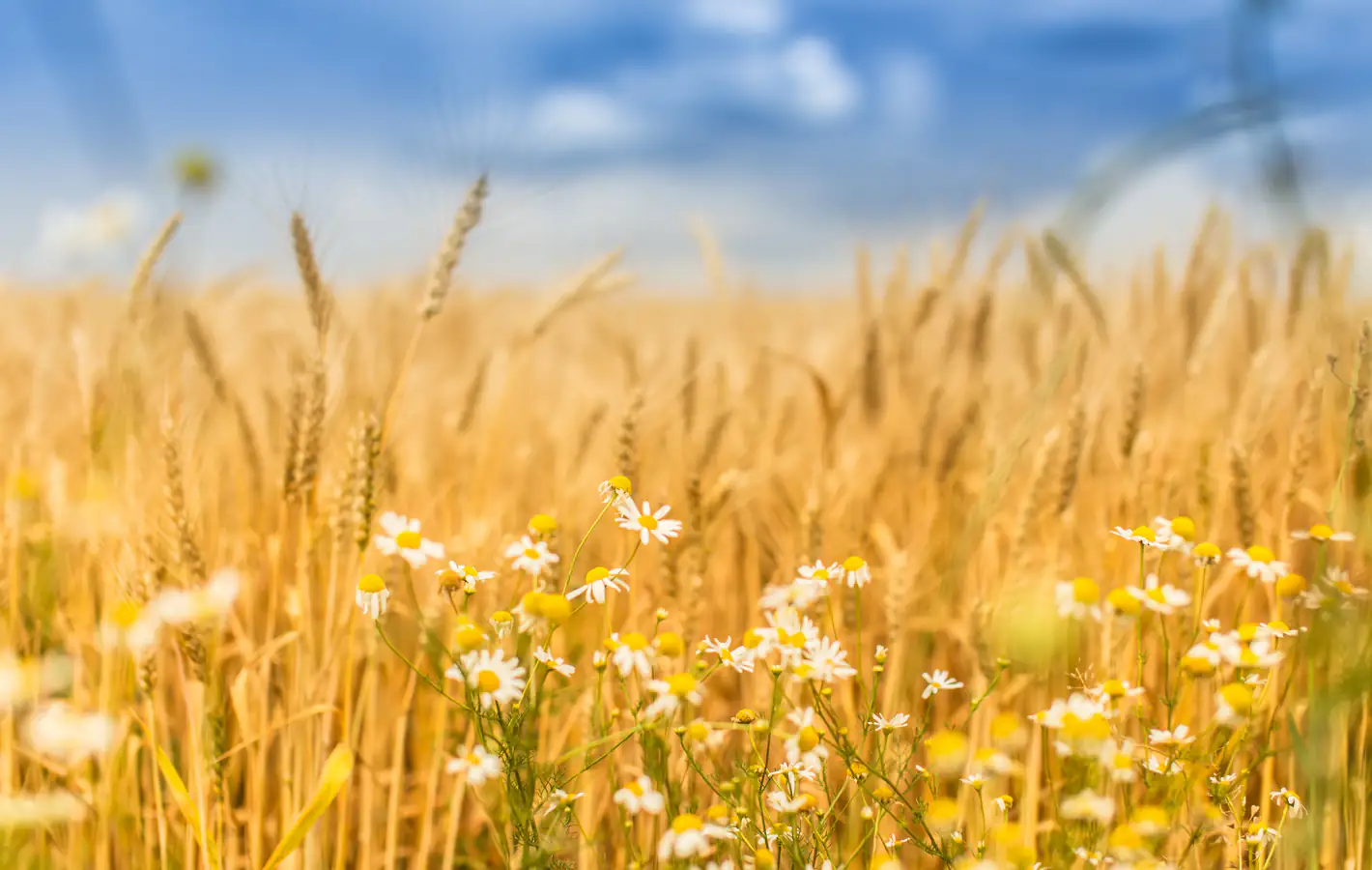 Autumn Wheat Field with Chamomiles — desktop and phone wallpaper, free download
