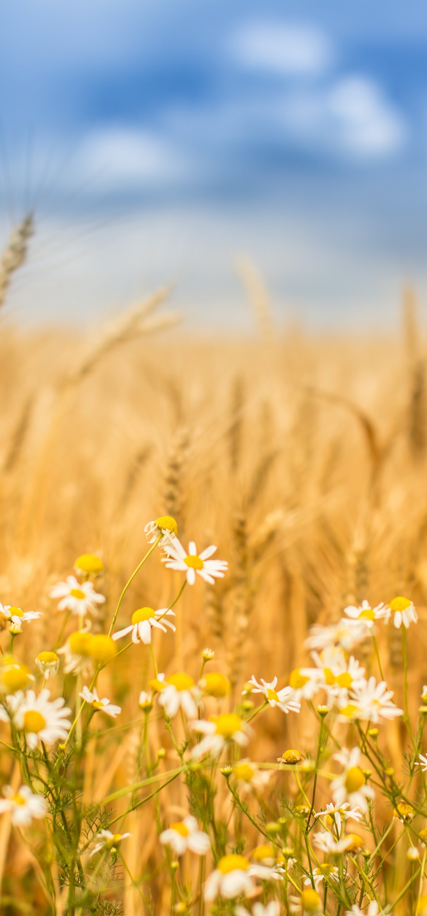 Autumn Wheat Field with Chamomiles - Wallpapers for Samsung Galaxy S22 Ultra/S23 Ultra in 1440x3088 resolution