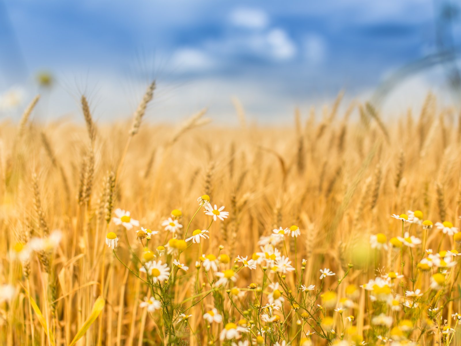 Autumn Wheat Field with Chamomiles - UXGA wallpapers in 1600x1200 resolution