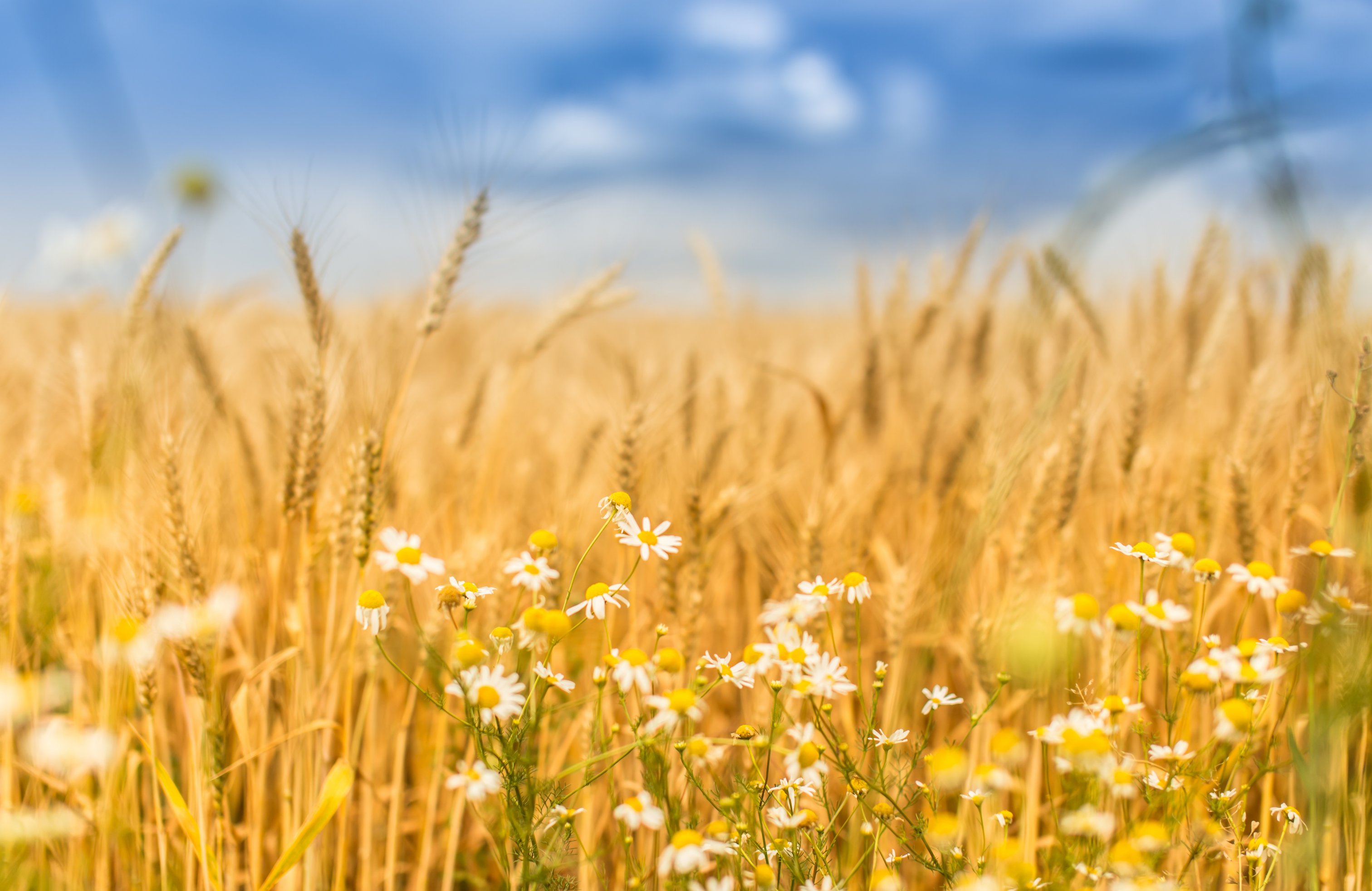 Autumn Wheat Field with Chamomiles - Wallpapers for Apple MacBook 14.2″ in 3024x1964 resolution