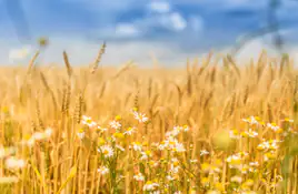Wheat - wallpapers collection