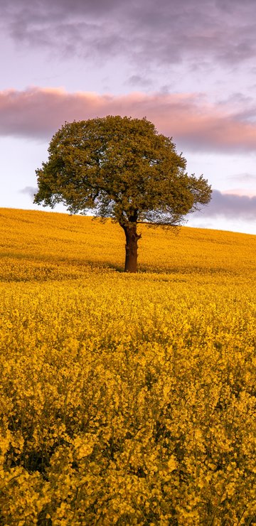 Autumn Tree Across a Golden Field - Wallpapers for Samsung in 360x740 resolution