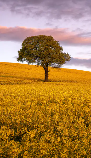 Wallpapers for iPhone 4/4S (640x960): autumn, sunset, evening, sky