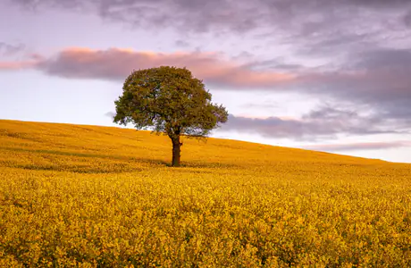 Wallpapers for Samsung/Xiaomi (2000x2000): autumn, sunset, evening, sky