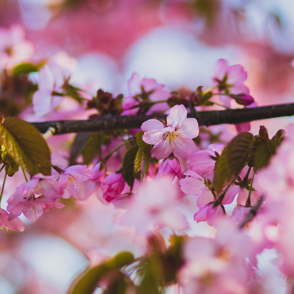 Spring Sakura Branch in Macro Bloom - Wallpapers for Apple iPad 1 in 1024x1024 resolution