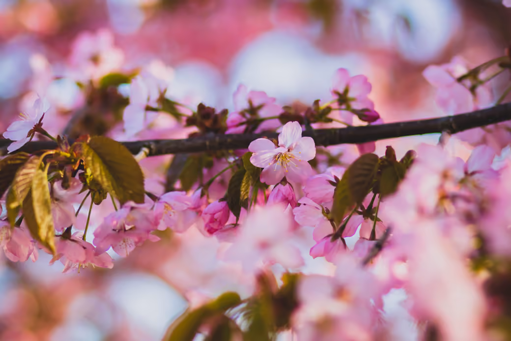 Spring Sakura Branch in Macro Bloom — desktop and phone wallpaper, free download