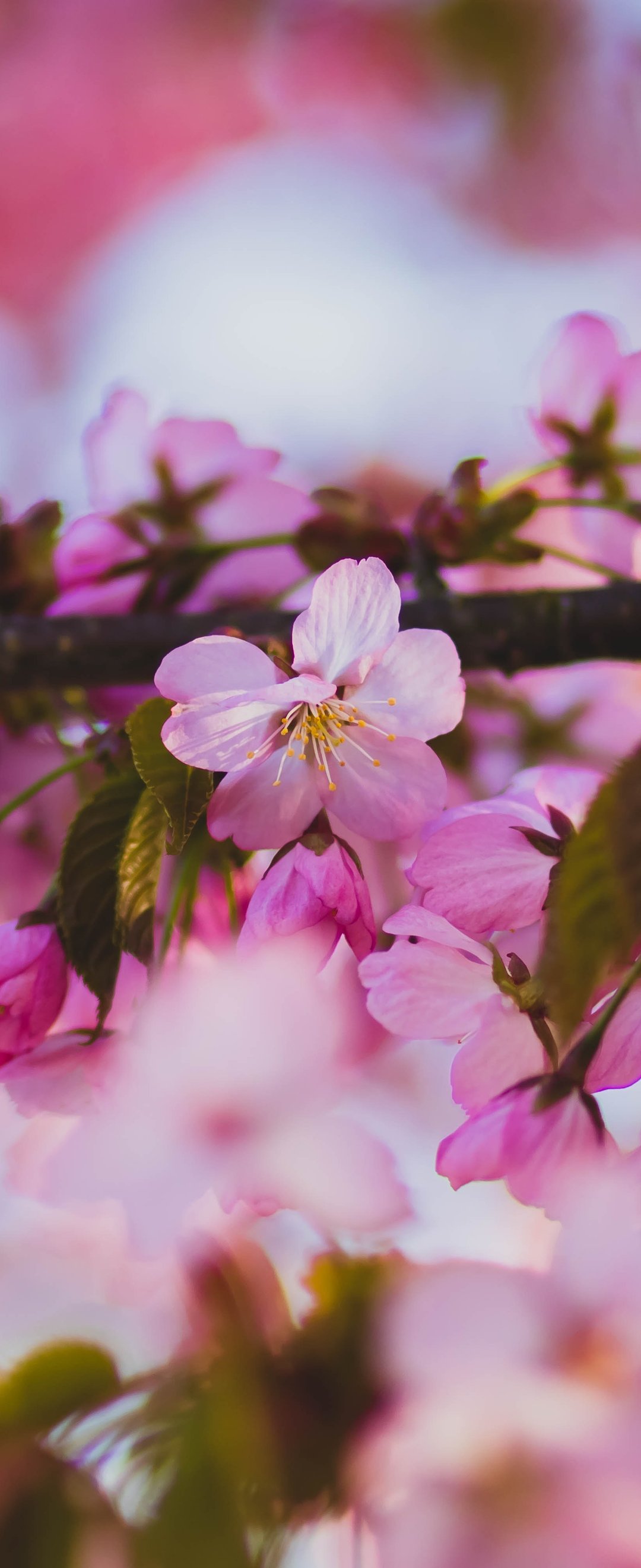 Spring Sakura Branch in Macro Bloom - Wallpapers for Samsung Galaxy Z Flip6, Motorola Razr 2025 in 1080x2640 resolution