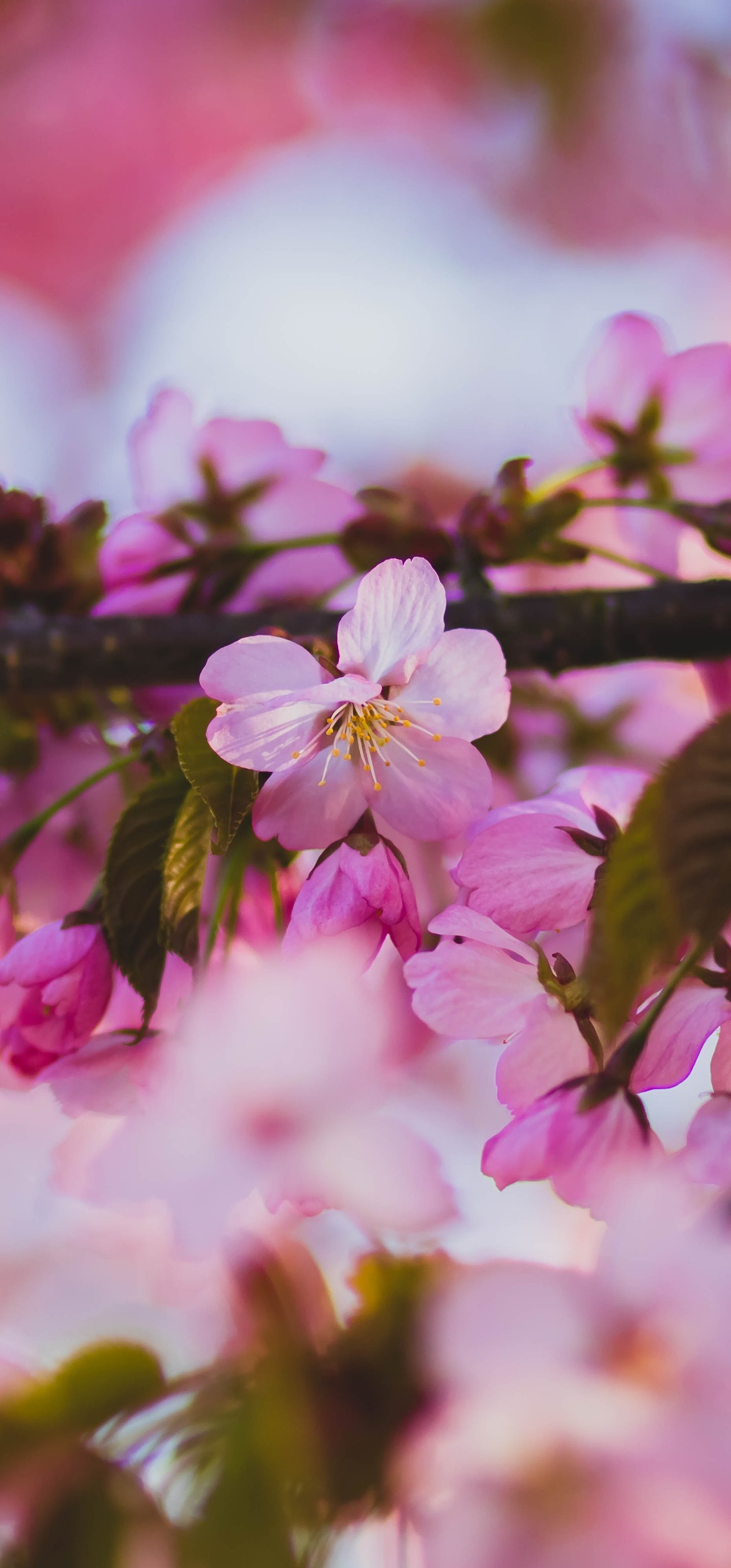 Spring Sakura Branch in Macro Bloom - Wallpapers for Samsung Galaxy S22 Ultra/S23 Ultra in 1440x3088 resolution