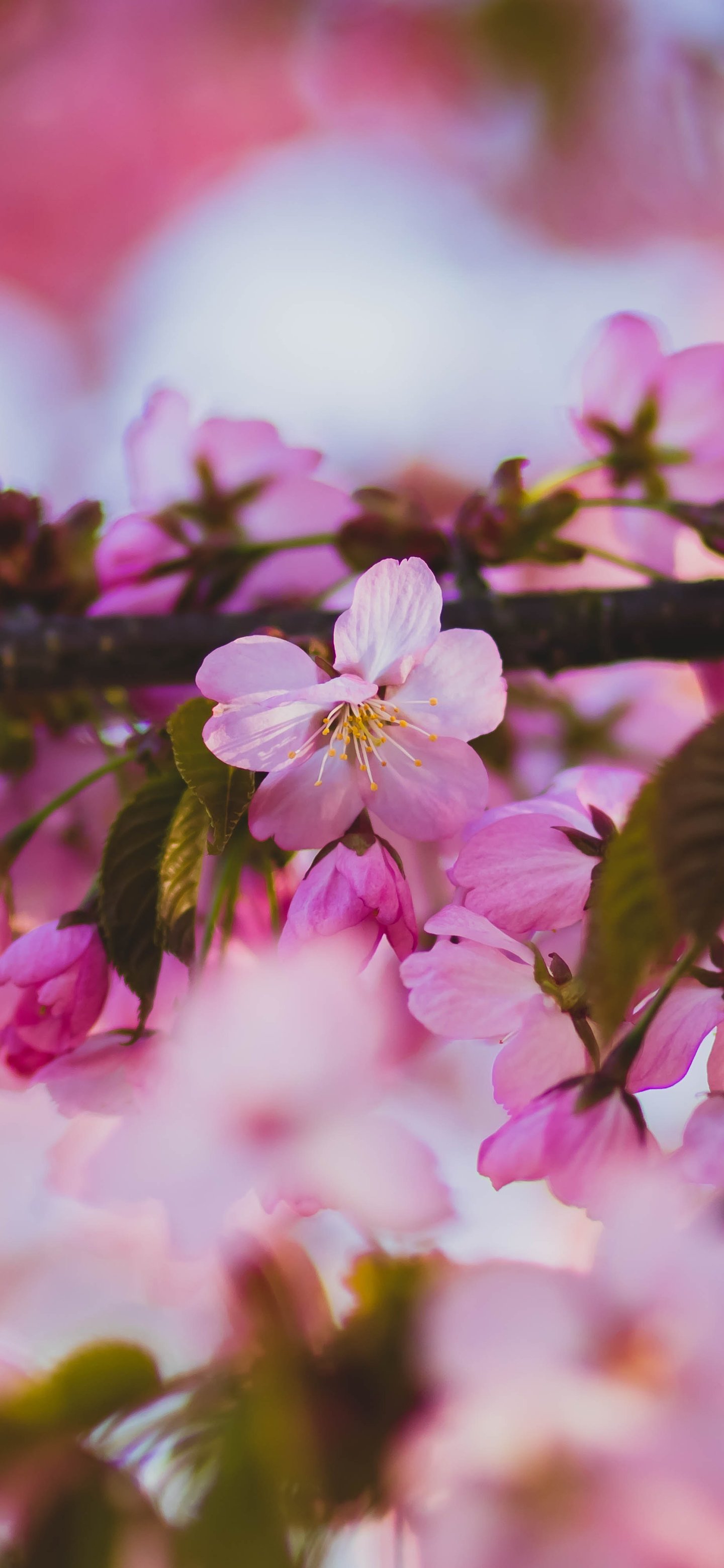 Spring Sakura Branch in Macro Bloom - Wallpapers for Samsung Galaxy S24/S24 Ultra/S25 Ultra/S25+/S26 Ultra in 1440x3120 resolution